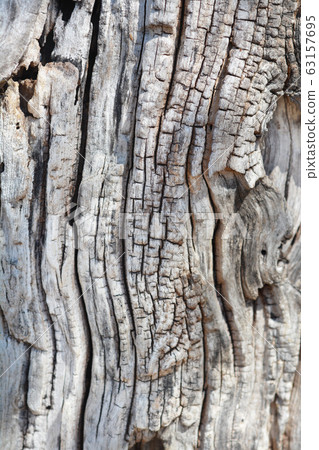 White mulberry White mulberry 63157695