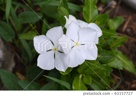 Madagascar rosy periwinkle Madagascar rosy periwinkle 63157727