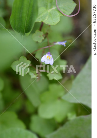 Kenilworth Ivy 63157730