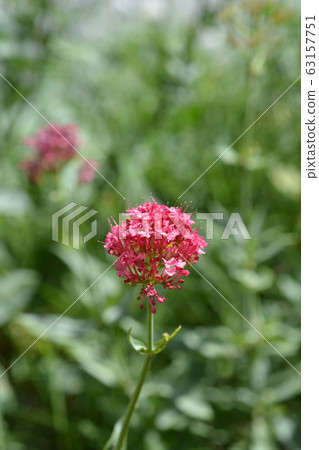 Red valerian 63157751
