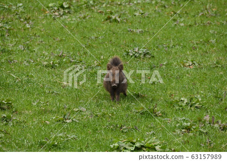boar boar 63157989
