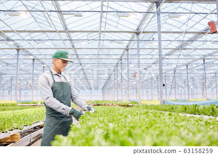 Male Worker at Vegetable Plantation Male Worker at Vegetable Plantation 63158259