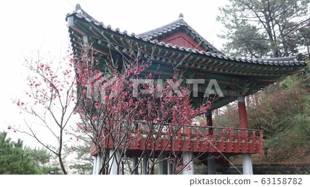 盛開的梅花樹與精子在背景中 盛開的梅花樹與精子在背景中 63158782