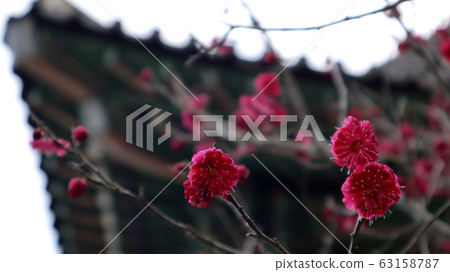 盛開的梅花樹與精子在背景中 盛開的梅花樹與精子在背景中 63158787