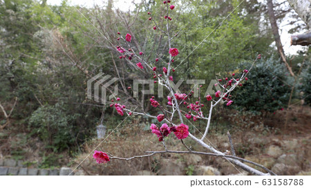 一枝紅梅花 63158788