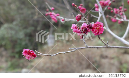 軟樹枝上的紅梅花 軟樹枝上的紅梅花 63158792