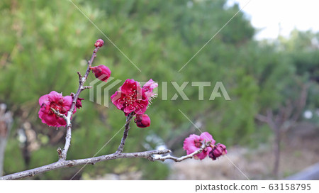 Red plum blossom in full bloom against pine trees 63158795