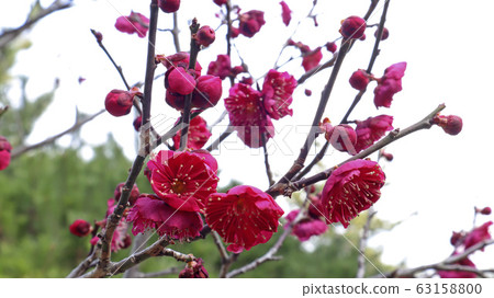 盛開的紅梅花 盛開的紅梅花 63158800