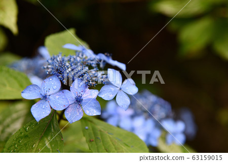東京日野市市景雨季 東京日野市市景雨季 63159015