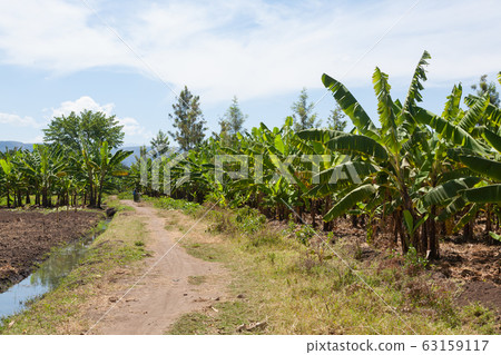 Banana plantation near Lake Manyara, Tanzania, 63159117