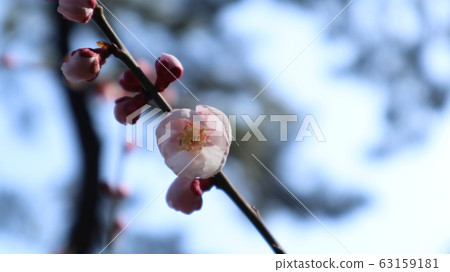 粉紅色的梅花,帽子上的淡粉紅色妝 粉紅色的梅花,帽子上的淡粉紅色妝 63159181