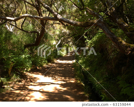 Walk along a path of a green forest passing under a twisted trunk of a tree Walk along a path of a green forest passing under a twisted trunk of a tree 63159844