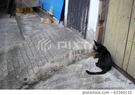 Thai stray cat, black cat Thai stray cat, black cat 63160110