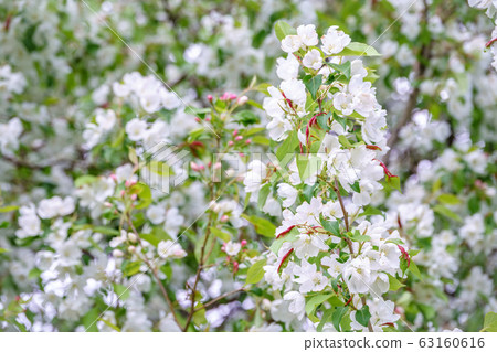 White blossoming apple trees. White blossoming apple trees. 63160616