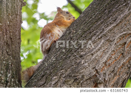 The squirrel sits on a tree trunk in the spring. 63160743