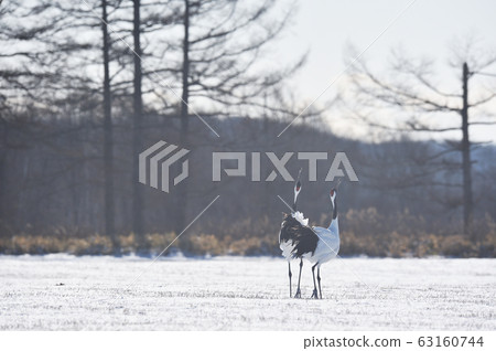 Tancho crane squealing (Tsurui, Hokkaido) Tancho crane squealing (Tsurui, Hokkaido) 63160744