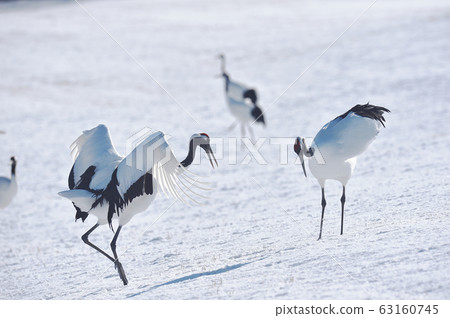 Cranes dancing with two (Hokkaido, Tsurui) 63160745