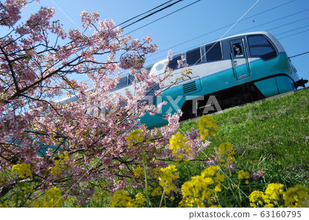 穿越川津櫻和油菜花的特快“ Super View Odoriko” 63160795