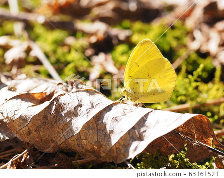 Early spring Early spring 63161521