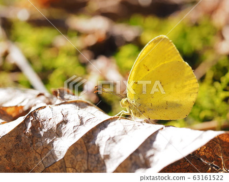 早春 早春 63161522