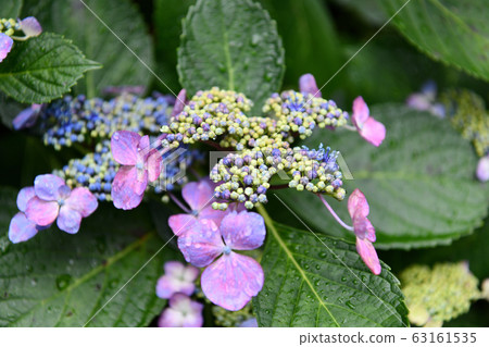 東京日野市市景雨季 63161535
