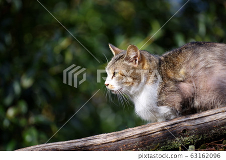 Kitty Kitty 63162096