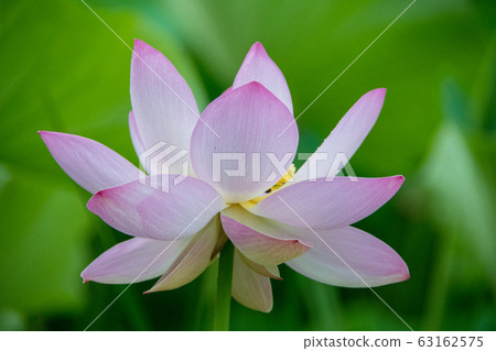 Lotus flower at Kasuminji temple in Mihara city, Hiroshima prefecture 63162575