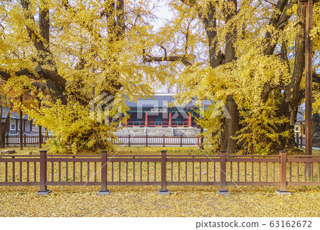 Myeongnyundang, Ginkgo, Sungkyunkwan, Seoul Temple, Jongno-gu, Seoul 63162672