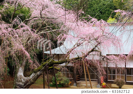 Weeping cherry tree at Fukusei-ji Temple (Yotsukaido City, Chiba Prefecture) 63162712