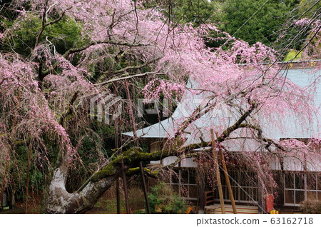 Fukusei-ji Temple weeping cherry tree (Yokaido city) 63162718