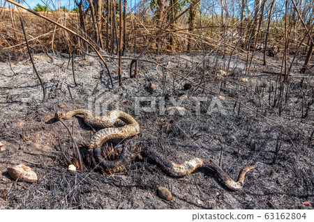 Burnt snake on the ground after huge fire 63162804