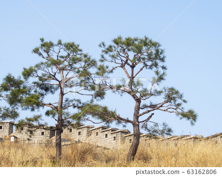 Pine tree and city 63162806