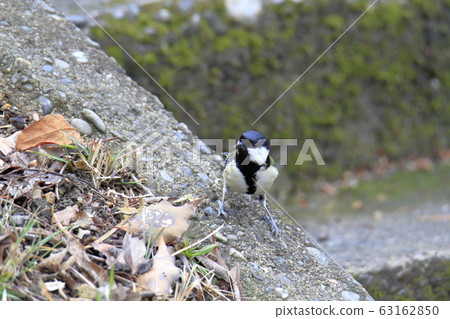 荒尾市四山神社大山雀 荒尾市四山神社大山雀 63162850