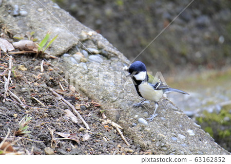 Arao City, Yotsuyama Shrine, Great Tit, 63162852