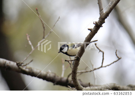 Arao City, Yotsuyama Shrine, Great Tit, 63162853
