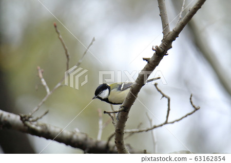 荒尾市四山神社大山雀 63162854