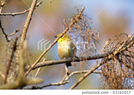 荒尾市四山神社名次郎 63162857