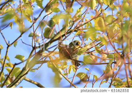 荒尾市四山神社名次郎 63162858