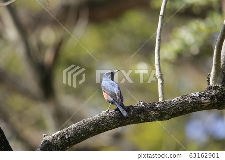 Arao City Yotsuyama Shrine Iso Bulbul, Arao City Yotsuyama Shrine Iso Bulbul, 63162901