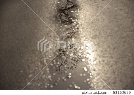 Trees reflected in a puddle 63163639