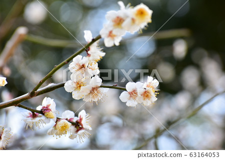 Plum blossom  63164053