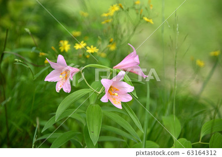 姬小百合花 姬小百合花 63164312
