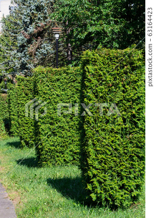 Trimmed green bushes growing in the row in the Trimmed green bushes growing in the row in the 63164423