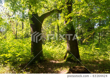 Big forest trees in the sunlight. Beautiful park Big forest trees in the sunlight. Beautiful park 63164424