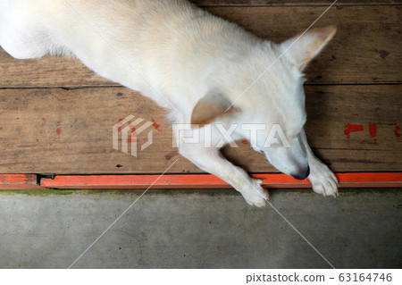 dog white cute lovely at home dog white cute lovely at home 63164746