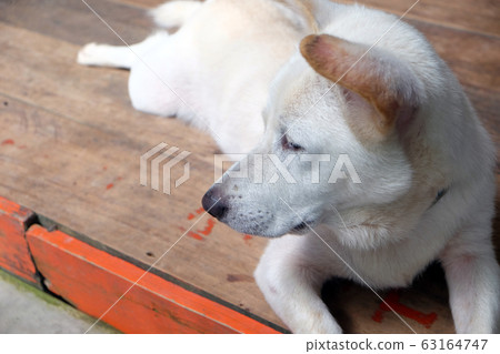 dog white cute lovely at home dog white cute lovely at home 63164747