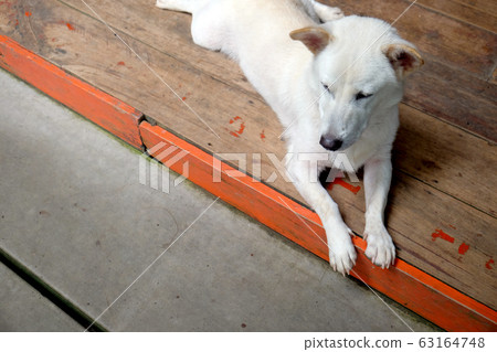 dog white cute lovely at home dog white cute lovely at home 63164748