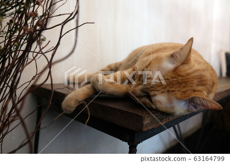 Cat relaxing on the couch in colorful blur 63164799