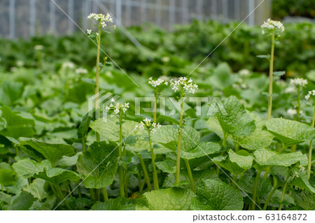 山葵花4 山葵花4 63164872