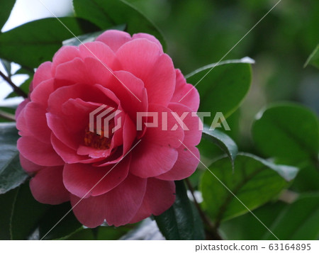 山茶花 山茶花 63164895